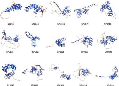 Genome-wide identification of U-box gene family and expression analysis in response to saline-alkali stress in foxtail millet (Setaria italica L. Beauv)